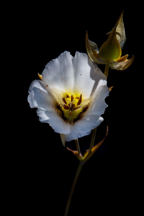 Calochortus howellii, Howell's Mariposa Lily.jpg